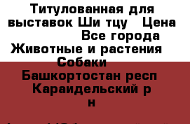 Титулованная для выставок Ши-тцу › Цена ­ 100 000 - Все города Животные и растения » Собаки   . Башкортостан респ.,Караидельский р-н